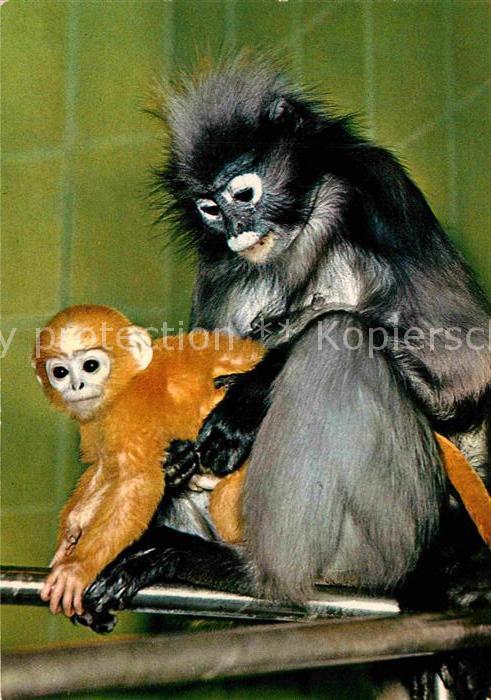 Affen Brillenlangur Macaco Presbytis obscurus