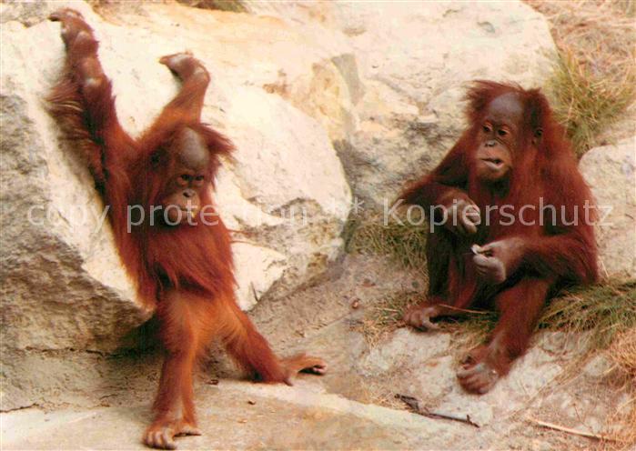 Affen Orang-Utans Zoo Berlin