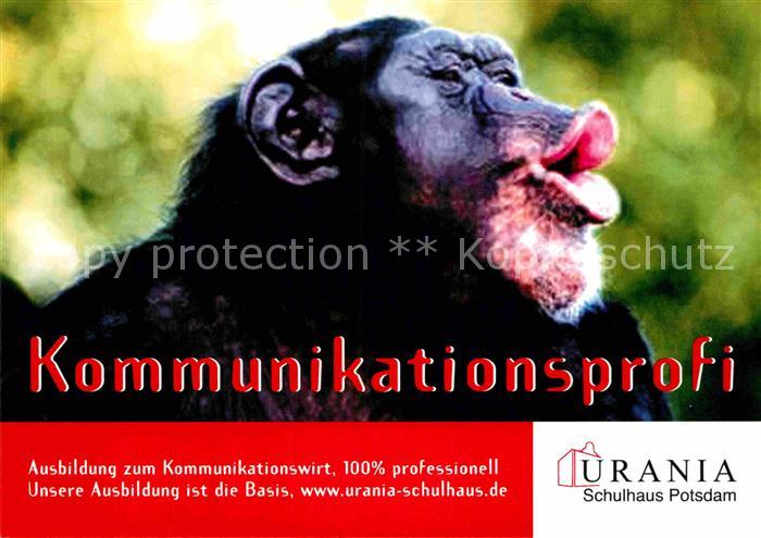 Affen Werbung Urania Schulhaus Potsdam Kommunikationswirt