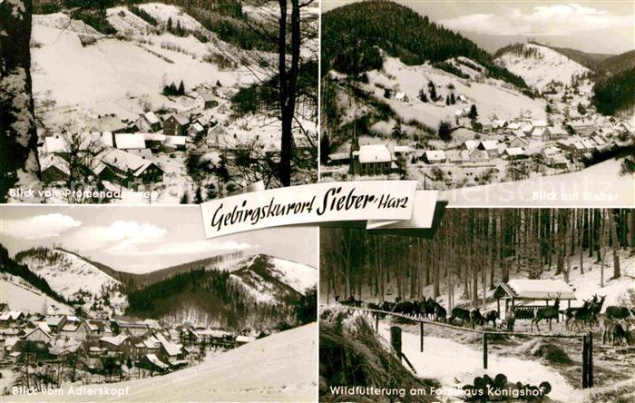 Sieber Herzberg am Harz Osterode Niedersachsen Wildfuetterung Forsthaus Koenigs