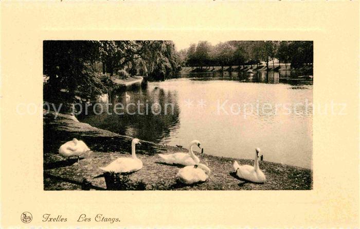 Ixelles Schwanenteich