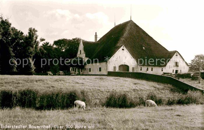 Eiderstedt Alter Bauernhof Schafe