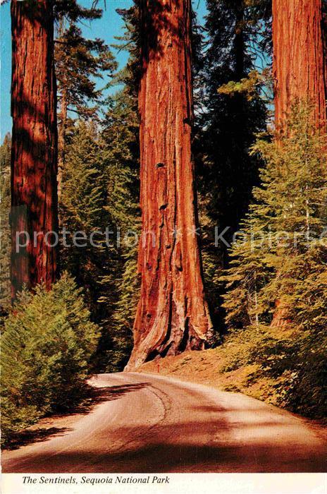 Sequoia National Park The Sentinels Trees Natur