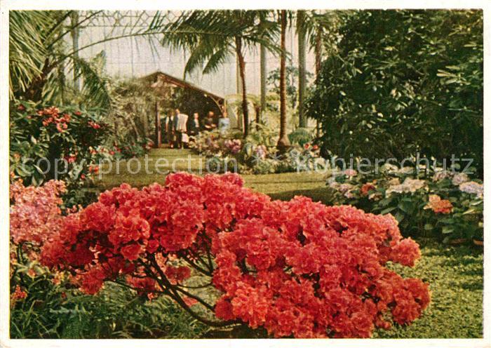 Bad Cannstatt Wilhelma Wintergartenmotiv