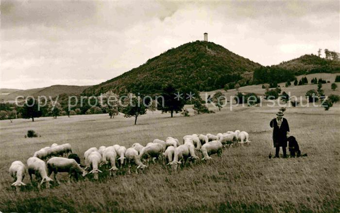 Goenningen Rossberg Schafherde