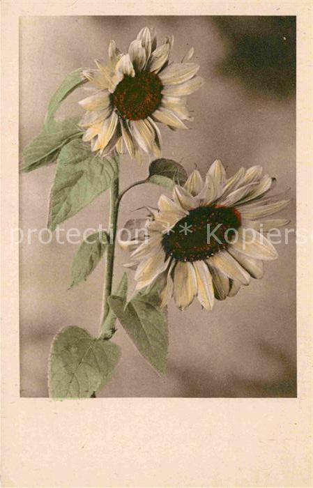 Blumen Sonnenblumen