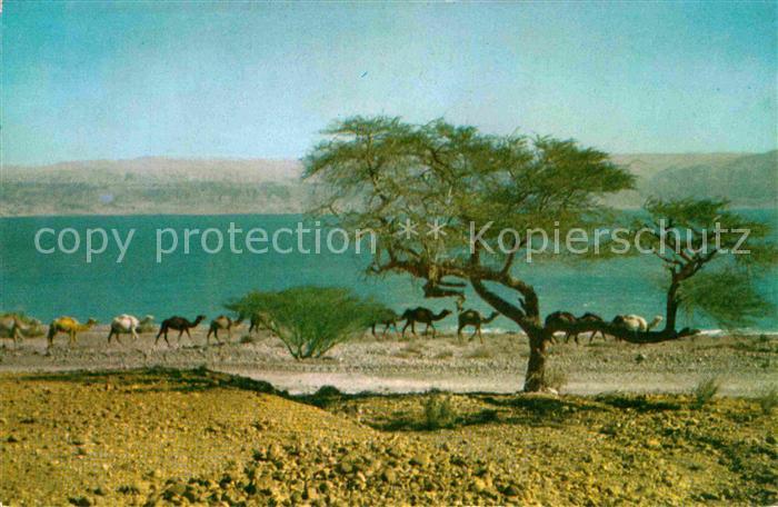 Kamel  Camel Chameau Dead Sea Caravan of Camels