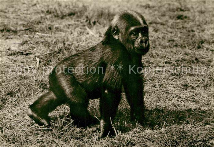 Affen Junger Gorilla