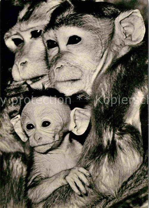 Affen Hutaffen-Familie