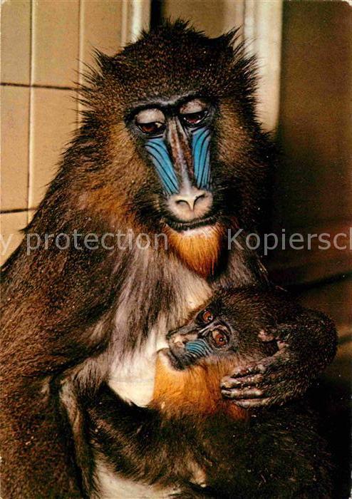 Affen Mandrill-Mutter mit Kind Zoo Berlin