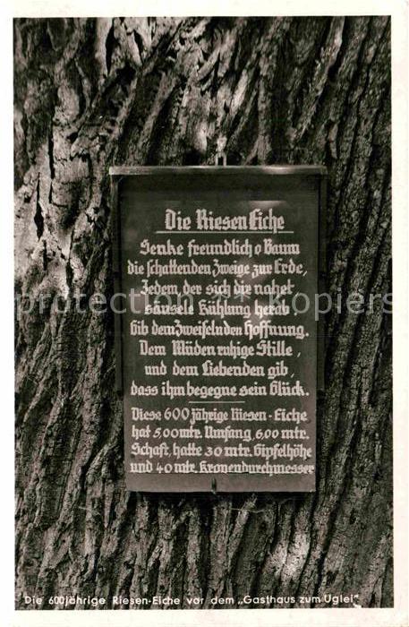 Uglei See Rieseneiche