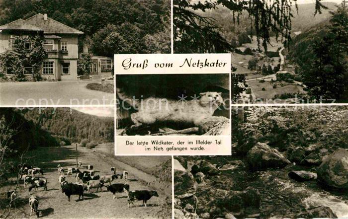 Netzkater Wildkater Panoramen