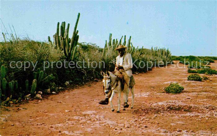 Curacao Niederlaendische Antillen Typical Country Road Cactus lined