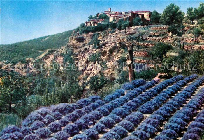 Gourdon Alpes-Maritimes Lavendelbluete