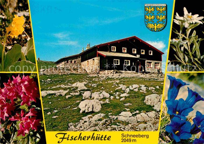 Puchberg Schneeberg Fischerhuette Enzian Edelweiss Azalee