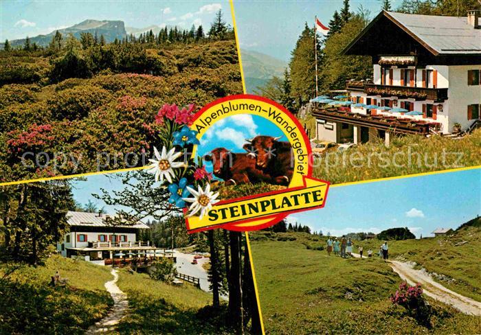 Waidring Tirol Alpenblumen Wandergebiet Steinplatte Alpengasthof