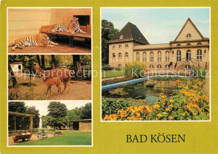 Bad Koesen Tierpark Tiger Lama mit Jungem Volkssolbad Badehaus