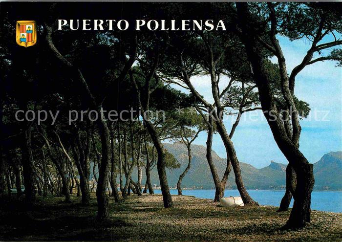 Puerto Pollensa Pinienwald an der Kueste