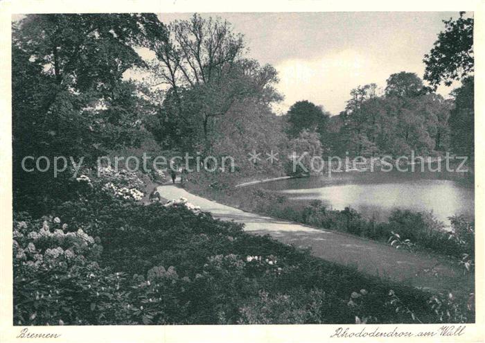 BREMEN  CITY Rhododendron am Wall