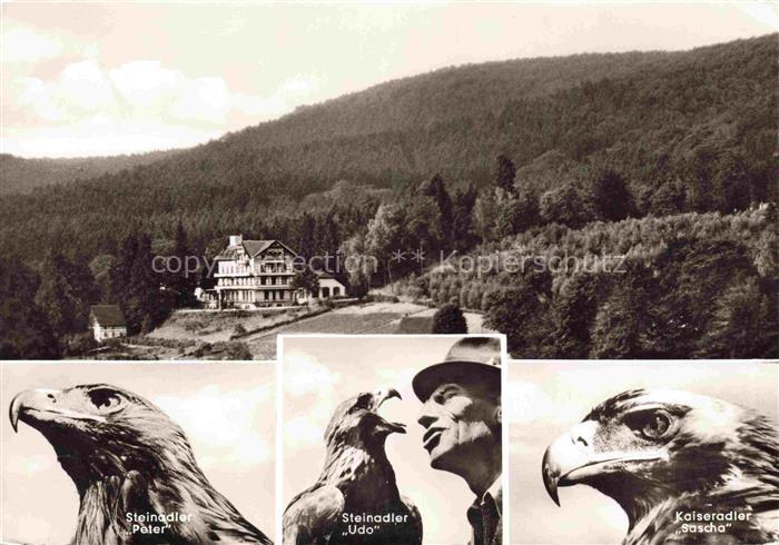 Berlebeck Detmold Lippe NRW Johannaberg Adlerwarte Steinadler Kaiseradler