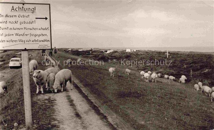 Lensahn Schleswig-Holstein Campingplatz Leuste Schafherde auf dem Deich