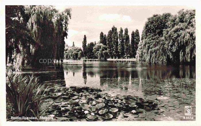 Spandau BERLIN Suedpark Teich Seerosen