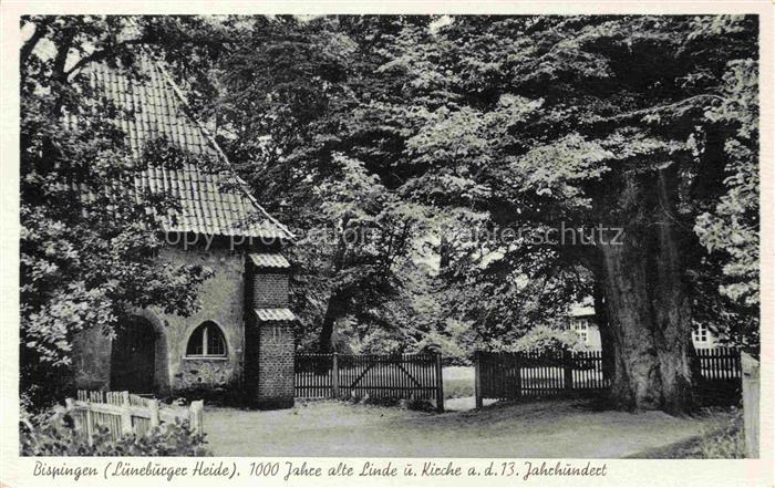 Bispingen 1000 Jahre alte Linde Kirche 13. Jhdt.