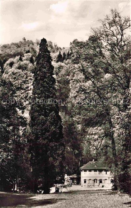 Auerbach Bergstrasse Bensheim Hessen Mammutbaum Sequoia Herrenhaus Fuerstenlager