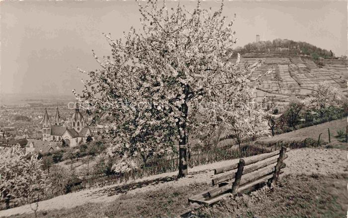 Heppenheim Bergstrasse Hessen Fruehling Kirschbluete Bank Kirche Starkenburg Wei