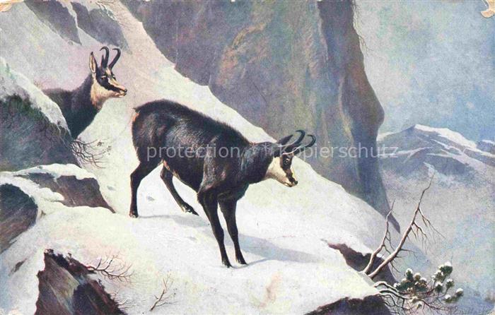 Gemsen Steinbock Capricorn Capricorne Capricornio--