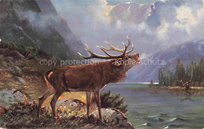 Hirsch Stag Deer Cerf Ciervo-- Jagd