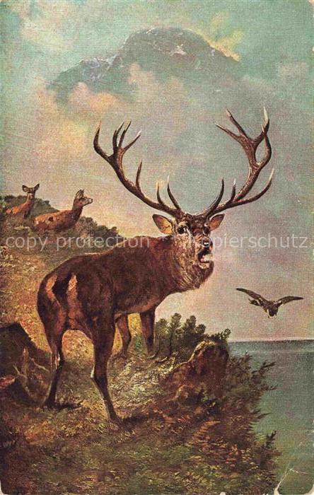 Hirsch Stag Deer Cerf Ciervo-- Vogel
