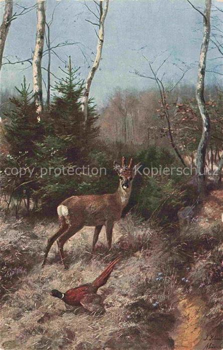 Rehe Roe Deer Chevreuil Corzo-- Auerhahn