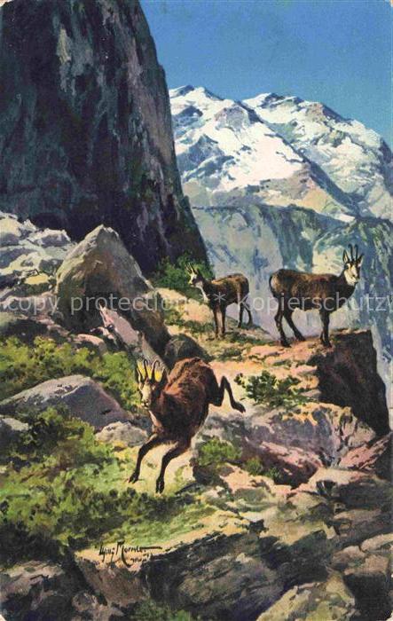 Ziegen Goat Chevre-- Wildziegen St. Bartholomae