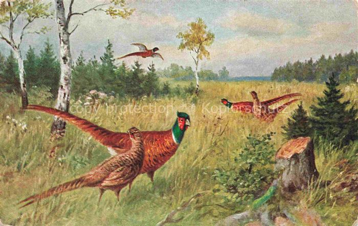 Auerhahn  Grouse--