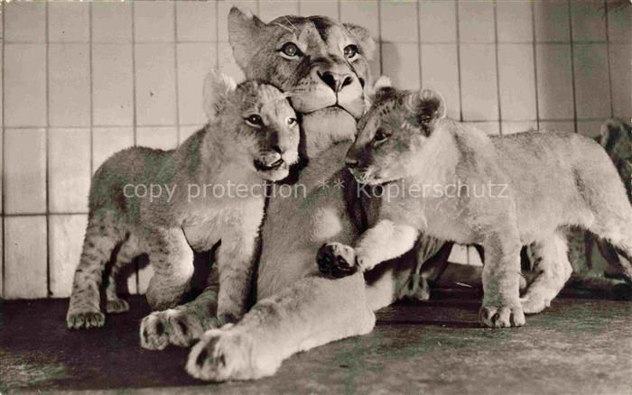 Loewen Lion-- Zoologischer Garten Frankfurt am Main Jungen