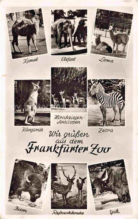 Zoo Gardin Zoologique-- Frankfurter Kamel Elefant Lama Zebra Bison Yak Kaenguru