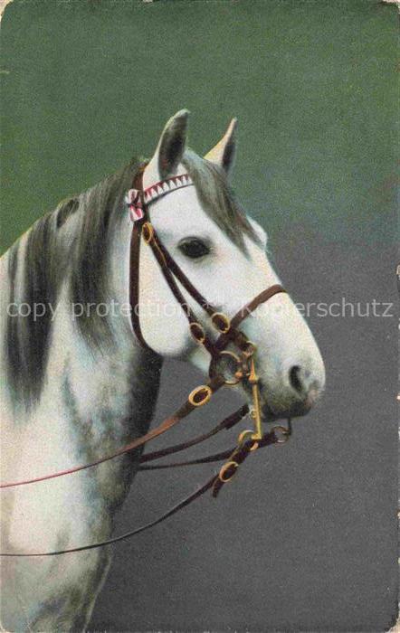 PFERDE Horses Cheval Weis