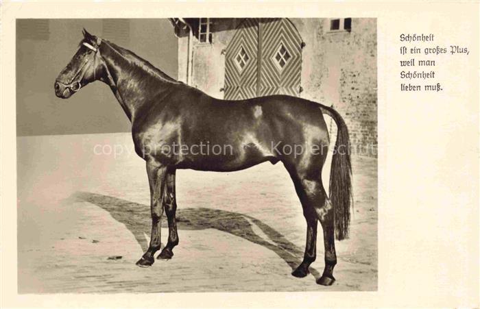 PFERDE Horses Cheval Amag Nr. 70694 Schwarz