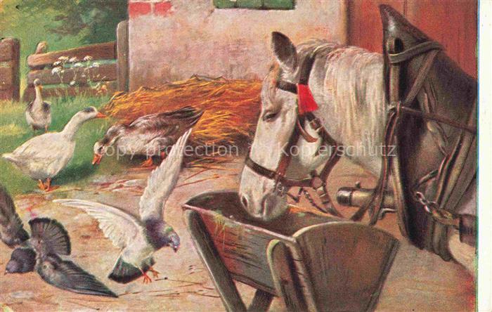 PFERDE Horses Cheval Tauben Gans