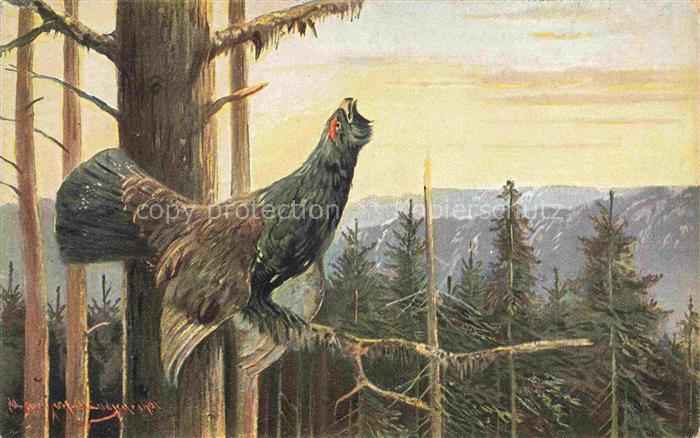Auerhahn  Grouse--