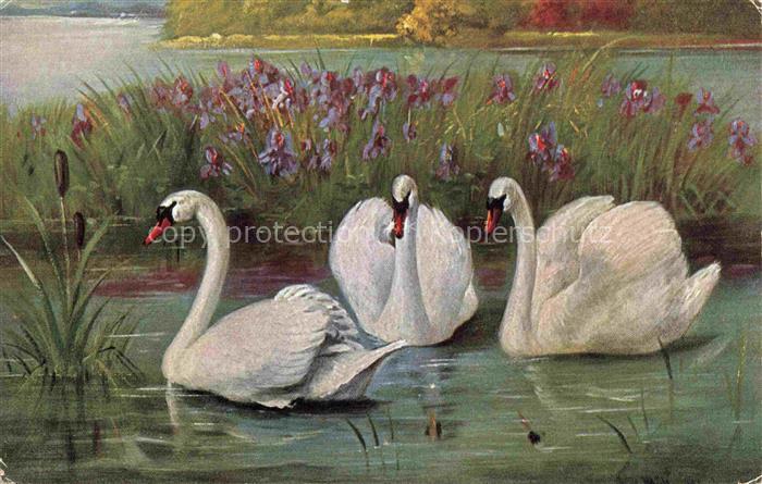 Schwan Swan Cygne-- See