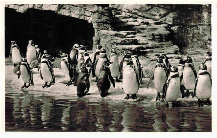 Pinguin Humboldt Hamburg Stellingen