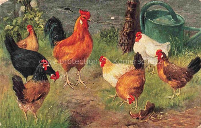 VoeGEL Birds Oiseaux Uccelli Pajaros-- Huehner