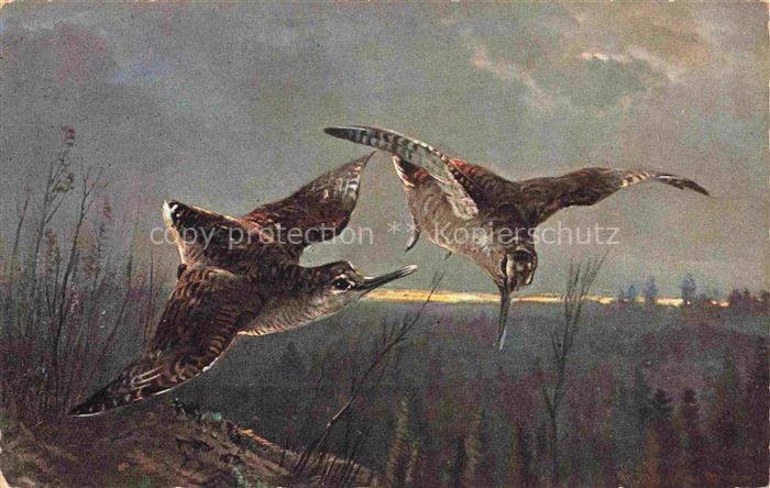 VoeGEL Birds Oiseaux Uccelli Pajaros--