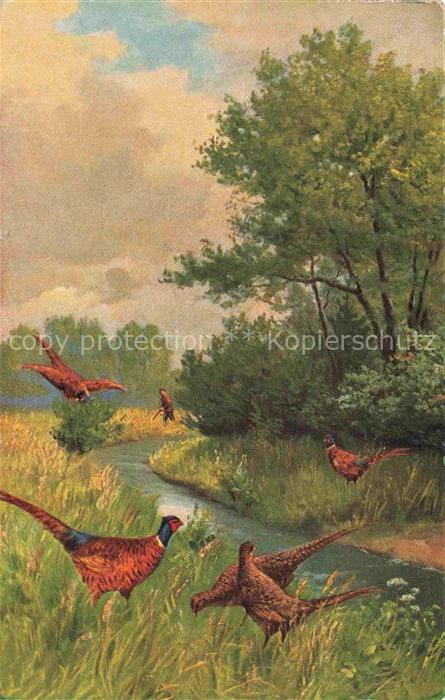 Jagd Chasse Hunting-- Auerhahn