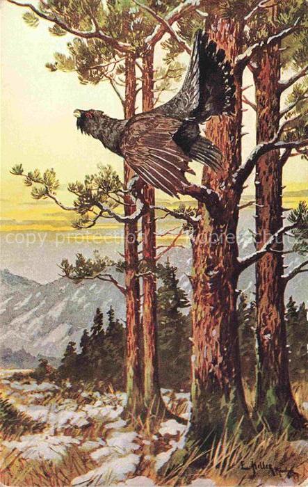 Auerhahn  Grouse-- Ottmar Zieher