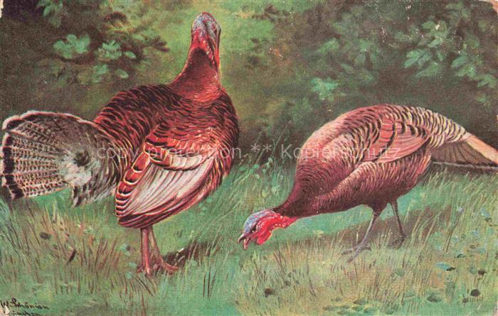 VoeGEL Birds Oiseaux Uccelli Pajaros-- Truthahn