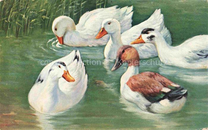 VoeGEL Birds Oiseaux Uccelli Pajaros-- Enten