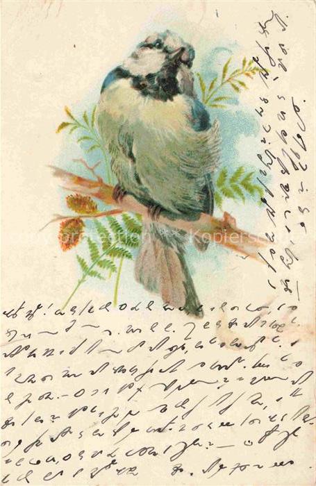 VoeGEL Birds Oiseaux Uccelli Pajaros-- Spatz Litho